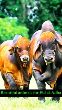 Eid ul adha ke khubsurat janwar full entertainment