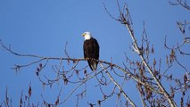 Lake Sammamish bald eagles, pair#3 calling out, greeting each other.