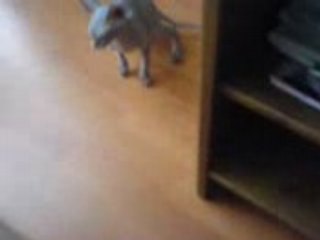 happy sphynx 2006 (happy bebe)