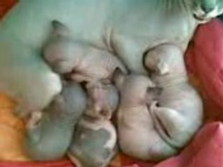 chatons sphynx 2007