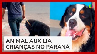 Cachorro é adotado por tribunal e se torna o primeiro a atuar no judiciário do Brasil