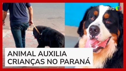 Cachorro é adotado por tribunal e se torna o primeiro a atuar no judiciário do Brasil