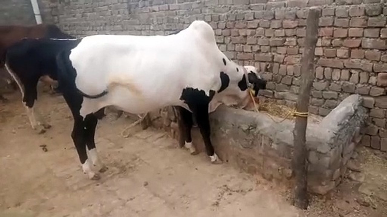 Butifull Bull