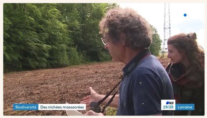 Biodiversité : Des nichées massacrées près de Darney dans les Vosges, l'association Oiseaux Nature porte plainte.