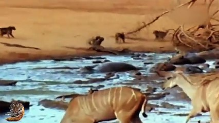 Crocodile_Attacks_Baboon_Mother_#wildanimals#wildlife_#hindi(360p)