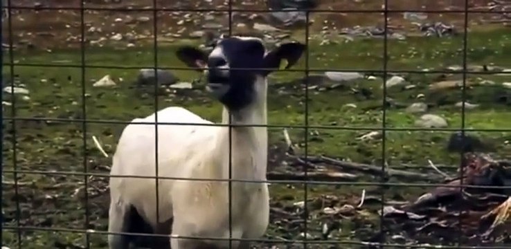 Sheep screams with a strange voice