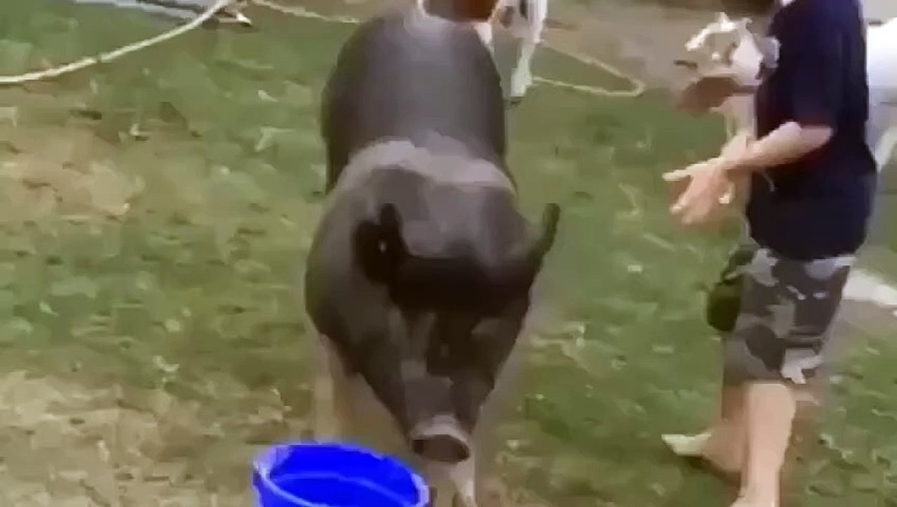 Pig riding competition