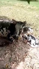 cow gave birth twins today