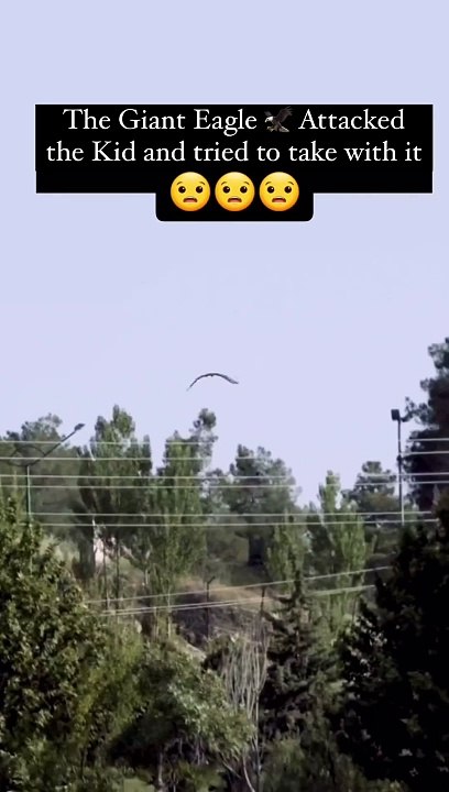 Unbelievable encounter! Watch as a giant eagle swoops down and attempts to pick up a child. Nature's power is both awe-inspiring and frightening.