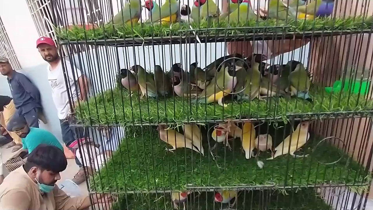 Lalukhet birds Market latest update of Exotic finches Goudian finches java mutation price