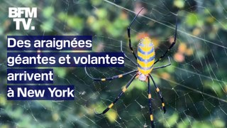 Des araignées géantes et volantes arrivent à New York