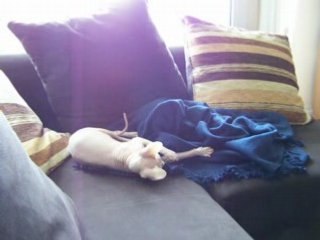 Happy sphynx 2007 (badboy fou)