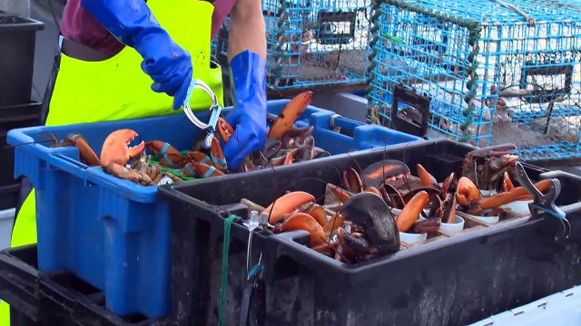 6 juin TOPO pêche exploratoire homard
