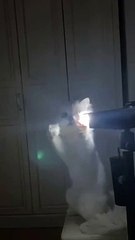 Thought the light can be eaten