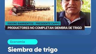 Siembra de trigo culminó al 60% de lo previsto