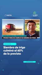 Siembra de trigo culminó al 60% de lo previsto