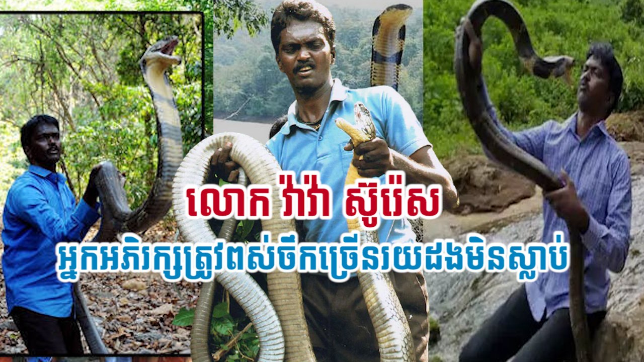 លោក វ៉ាវ៉ា ស៊ូរ៉េស អ្នកអភិរក្សត្រូវពស់ចឹកច្រើនរយដងមិនស្លាប់