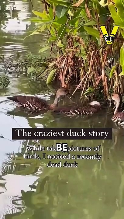 Ducks Seek Human Help for Injured Companion