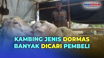 Jelang Idul Adha, Kambing Jenis Dormas Laris Diburu Pembeli di Jember