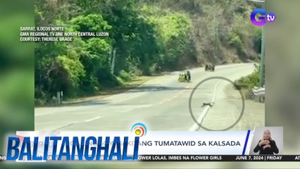 Mga unggoy, nakitang tumatawid sa kalsada | Balitanghali