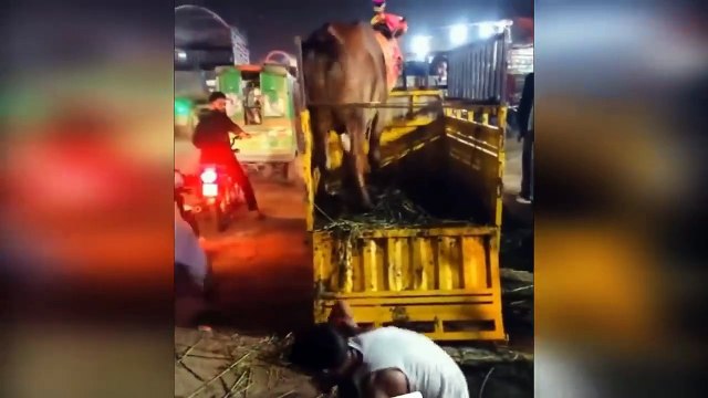 Hilarious Animal Qurbani Fails Bakra Eid 2023 Anari Kasai viral videos __ Israr Info Tv (1)