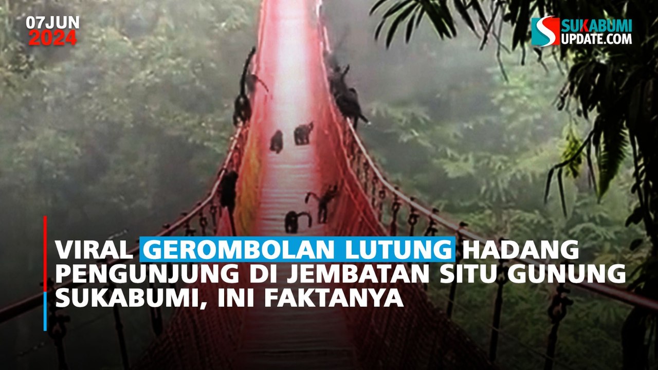 Viral Gerombolan Lutung Hadang Pengunjung di Jembatan Situ Gunung Sukabumi, Ini Faktanya