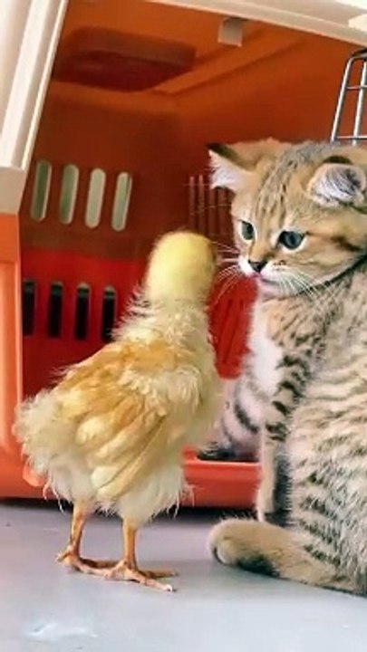 Cat funny |short video