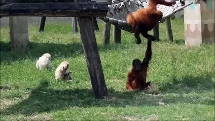 Cute Gibbons Playing & Climbing