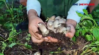 Warga Bangka Mencari Jamur Sawit untuk Penghasilan Tambahan, Bisa Diolah sebagai Makanan