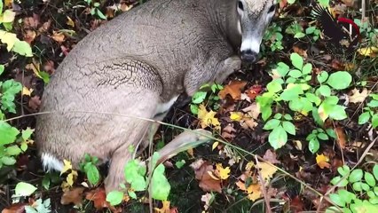 The animals of the world were caught startling each other.