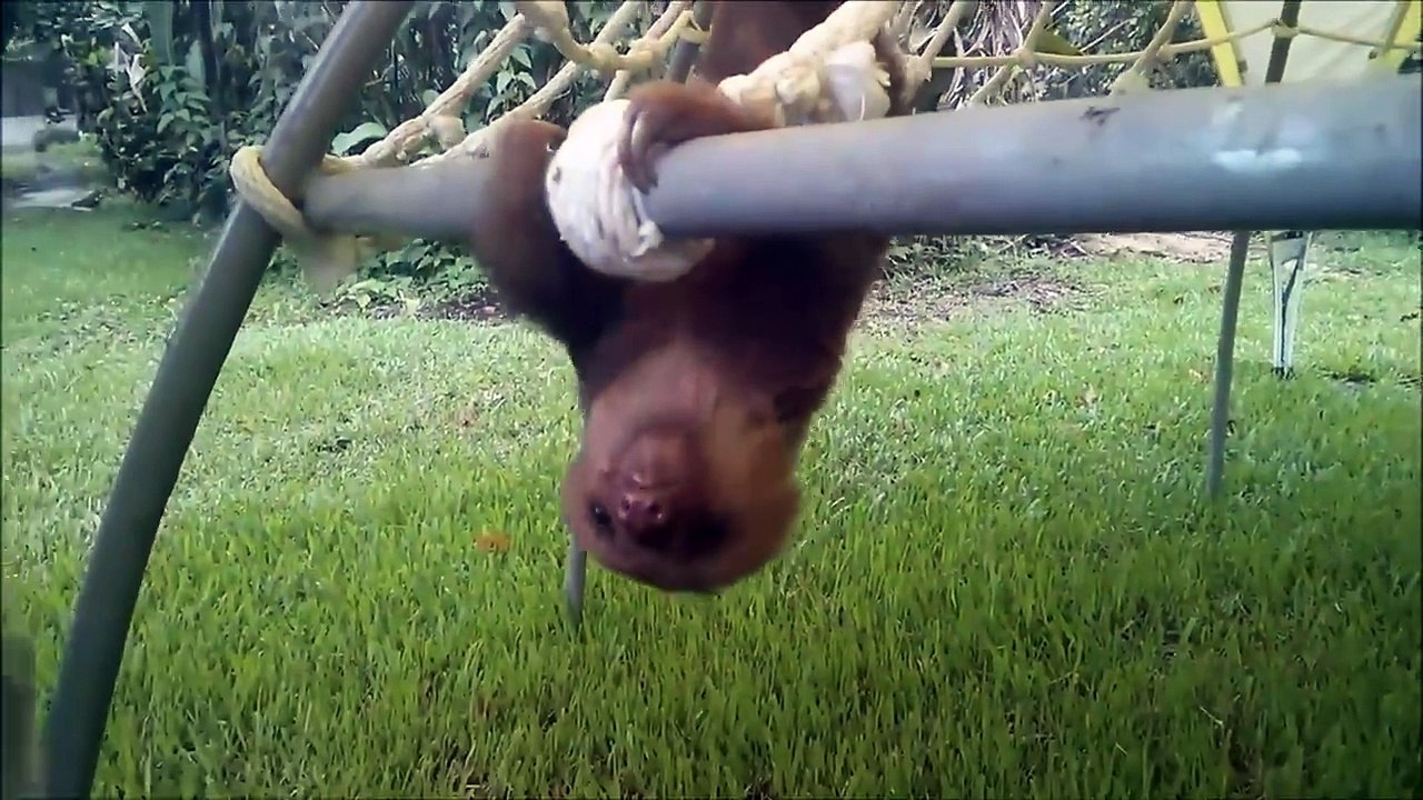 Baby Sloths Being Sloths - FUNNIEST Compilation