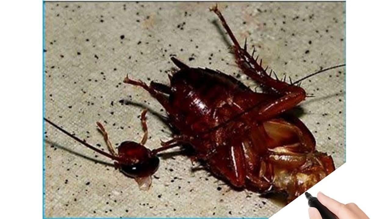 cockroach can live without his head | #short #viral #viralvideo #funfacts #sciencefacts
