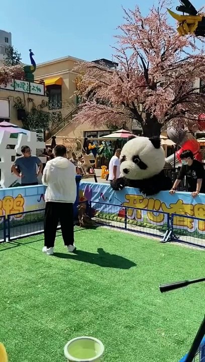 Panda funny moment
