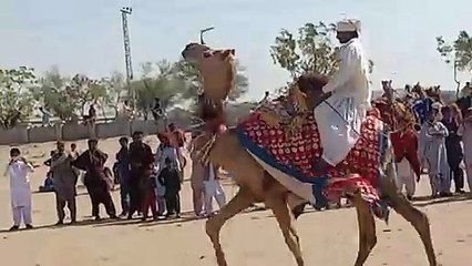 Camel male raining dance desert ️️