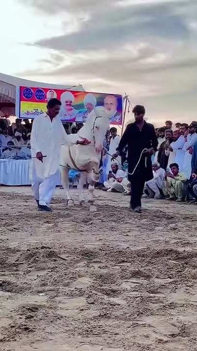 Horse Dance