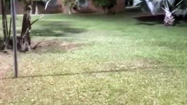 Onça ataca capivara até a morte em hotel no Pantanal