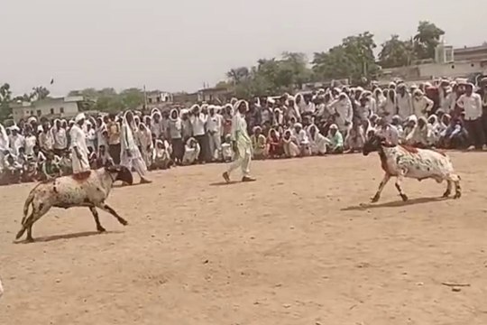 बहरोड़: भेड़ कुश्ती दंगल देखने उमड़े लोग