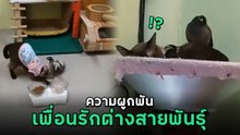 แมว กับ นกเอี้ยง ความน่ารักต่างสายพันธุ์ ตัวติดกันไม่ห่าง ดูแล้วยิ้มตาม