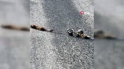 ‘Alaca sansar' Gümüşhane'de görüntülendi