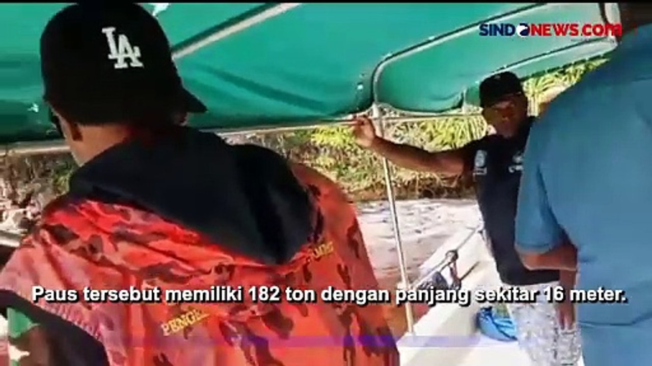 Warga Misool Raja Ampat Geger, Paus Sperma Seberat 182 Ton Mati Terdampar di Wilayahnya