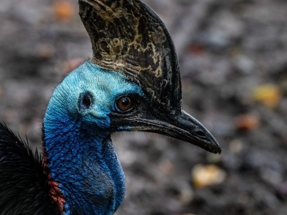 Vom Aussterben bedroht: Australien bangt um 'Dinosaurier Vogel'