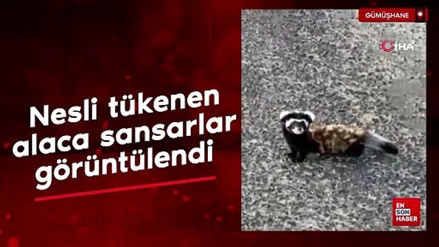 Gümüşhane'de nesli tükenmekte olan alaca sansarlar görüntülendi