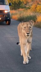 Lion  crose ter road