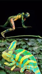 tắc_kè_hoa_đổi_màu_#shortsvideo(360p)