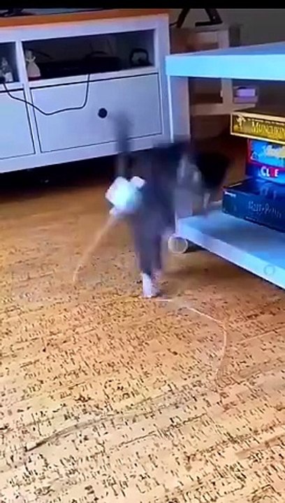 funny cute cat videos 2023 #shorts #youtubeshorts #ytshorts @boxtoxtv @awwanimals ‎@animals.house.