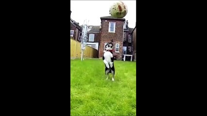Funny animals -  Funny cats _ dogs  -  Funny animal videos 2023 -  Part 5_Haypyy Pett