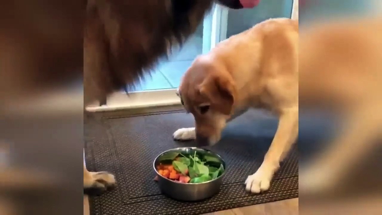 Funniest Cats And Dogs Videos  - Best Funny Animal Videos 2023  #2