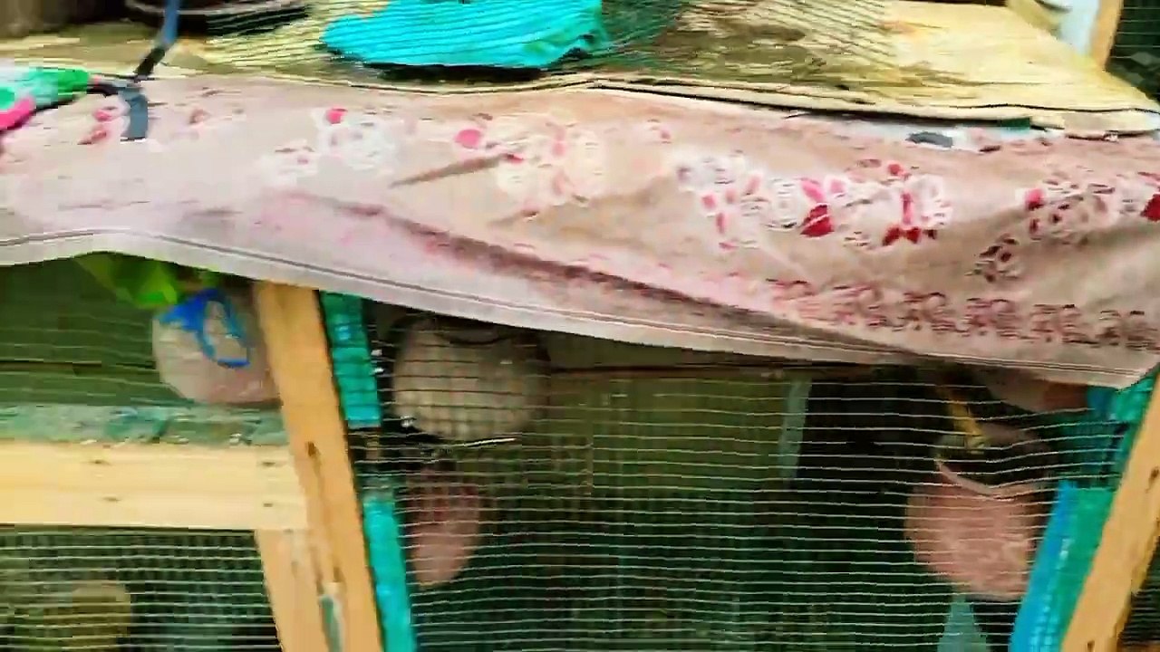 aj to brish ki waje se murgo ko nhi khol paye