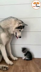 Dog and cat funny video _ Dog and cat friends _ Dog and cat videos  #petsio #cats #dogs 