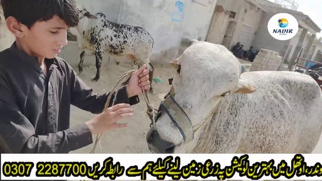 cattle market 2024 | bakra eid 2024 | nadir winder